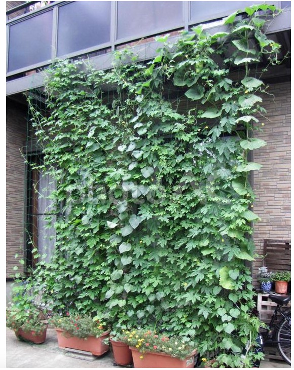 ゴーヤなどの植物を使った夏の日射遮蔽グリーンカーテン